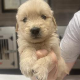White Girl - Golden female Golden Retriever puppy in Sarasota, Florida from Chevaline Goldens