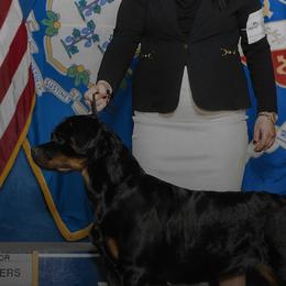 Rottweilers from Vangard's Rottweilers