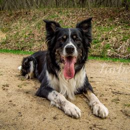 Jack  - Border Collie