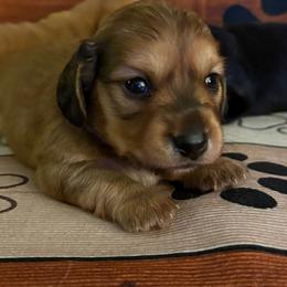 Spanky - Red male Dachshund puppy in Charlottesville, Virginia from AKJ’s Dachshunds
