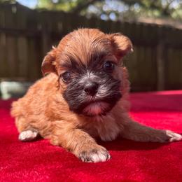 Boy 3 - Tricolor male Shih Tzu puppy in Mobile, Alabama from FluffyTail Shih Tzu
