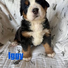 Blue Iggy - Tri-color male Bernese Mountain Dog puppy in Redlands, California from Country Feels Ranch