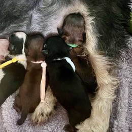 Shih Tzu puppies from NANA’S  QUALITY SHIH TZU'S