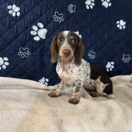 Cherie - Dachshund
