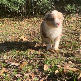 Australian Shepherd and Miniature Australian Shepherd Puppies from SkyBrynn Aussies