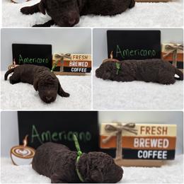 Americano - Chocolate male Goldendoodle puppy in Summerville, South Carolina from Channys Doodles
