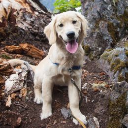 Golden Retrievers from Lo Bue's Golden Retrievers