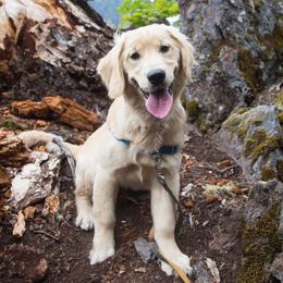 Golden Retrievers from Lo Bue's Golden Retrievers