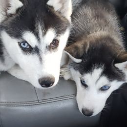 Siberian Huskies from Siberian Husky Family