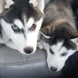 Siberian Huskies from Siberian Husky Family