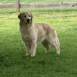 Dulce - Golden Retriever