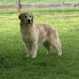 Dulce - Golden Retriever