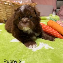 Puppy 1 - Chocolate and tan male Shih Tzu puppy in Downey, California from Cali shih tzu