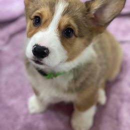 Pembroke Welsh Corgi Puppies from Wiggle B Ranch Corgis