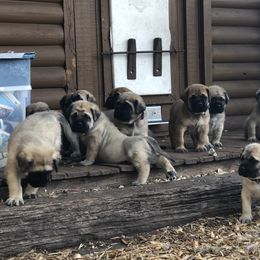 Mastiff Puppies from Majestic Mastiffs of Florida