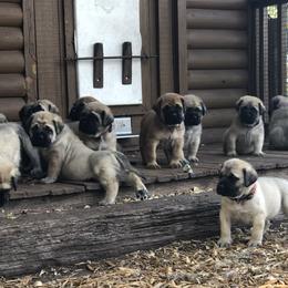 Mastiff Puppies from Majestic Mastiffs of Florida
