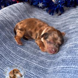 Liberty - Dapple female Dachshund puppy in Clarksdale, Mississippi from Bo Didley's Doxies