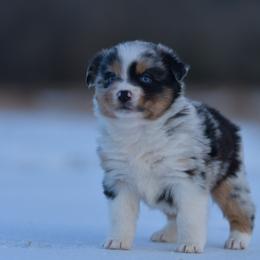 Rosa - Blue merle female Miniature Australian Shepherd puppy in Hartman, Arkansas from Southern Edition Aussies