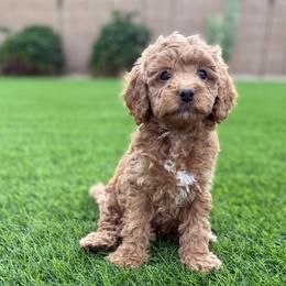 Roxy - Red  female Goldendoodle puppy in Phoenix, Arizona from Doodles of the Desert