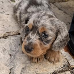 Inosuke - Gray (blue) and tan male Dachshund puppy in Plantation, Florida from Lovelaced Pups