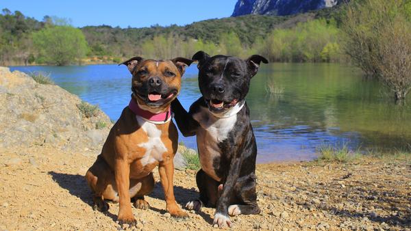 Find Staffordshire Bull Terrier puppies for sale near California