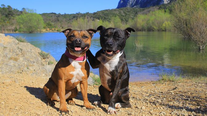 Staffordshire Bull Terrier
