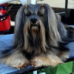 Timmie - Lhasa Apso
