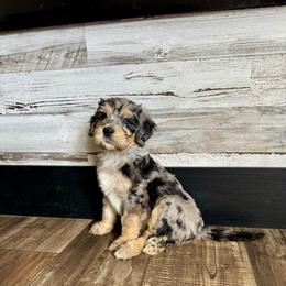Tat - Blue merle female Bernedoodle puppy in Savannah, Missouri from Rose Creek Mini Aussies and doodles