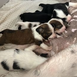 Girl 2 - White and black Chinese Crested puppy in Natick, Massachusetts from Mindy Dobrow's Chinese Crested Puppies and standard poodles