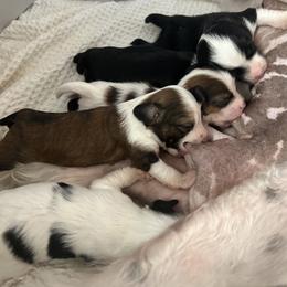 Girl 2 - White and black Chinese Crested puppy in Natick, Massachusetts from Mindy Dobrow's Chinese Crested Puppies and standard poodles