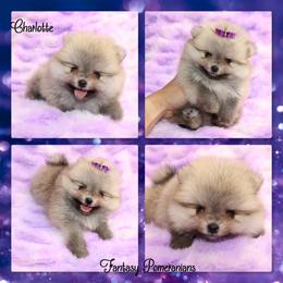 Charlotte - Cream sable female Pomeranian puppy in Anna, Texas from Fantasy Pomeranians & Fantasy Aussies