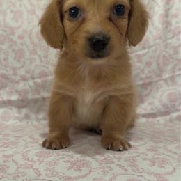 Girl 2 - Cream female Dachshund puppy in Galax, Virginia from Dells  Dachshund’s