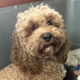 Shandy - Cockapoo