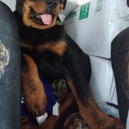 Rottweiler Puppies from Gateway Rottweilers