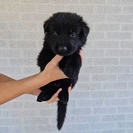 Charlie - Black female German Shepherd puppy in Winston Salem, North Carolina from Samtastic Shepherds