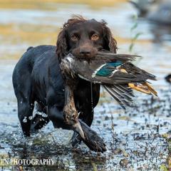 Bone - Boykin Spaniel