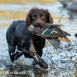 Bone - Boykin Spaniel