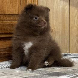 Arya Stark - Chocolate female Pomeranian puppy in Sandia, Texas from Broken Arrow Poms