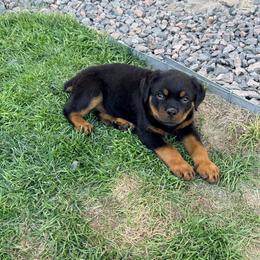 Rex - Black and mahogany male Rottweiler puppy in Parker, Colorado from Denver Rotties