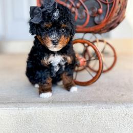 Sneezy - Tri-color female Bernedoodle puppy in West Haven, Utah from Split Mountain Doodles