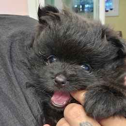 Pomeranian puppies from Abbapoola Poms