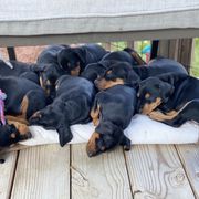 French Bulldog and German Pinscher Puppies from Dream Dior Frenchies & Chapel Heights German Pinschers