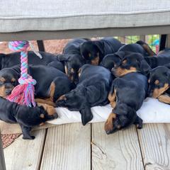 French Bulldog and German Pinscher Puppies from Dream Dior Frenchies & Chapel Heights German Pinschers