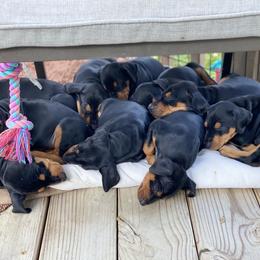 French Bulldog and German Pinscher Puppies from Dream Dior Frenchies & Chapel Heights German Pinschers
