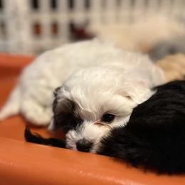 Havanese and Havapoo Puppies from Havanese With Love Breeding Co.