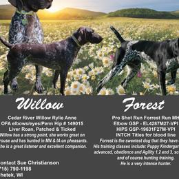 German Shorthaired Pointer puppies from Susan's German Shorthaired Pointers