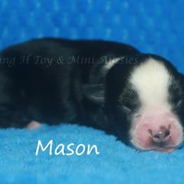 Mason - Black tri male Toy Australian Shepherd puppy in Godley, Texas from Flying H Toy and Mini Aussies