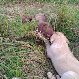 Chesapeake Bay Retriever Puppies from GemiLamb Gun Dogs