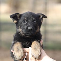 Tori - Black and tan female German Shepherd puppy in Augusta, West Virginia from Vom Haus Highlands
