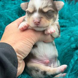 Hannibal - Merle male Chihuahua puppy in Franklin, North Carolina from A&J Cutie Pawtooties